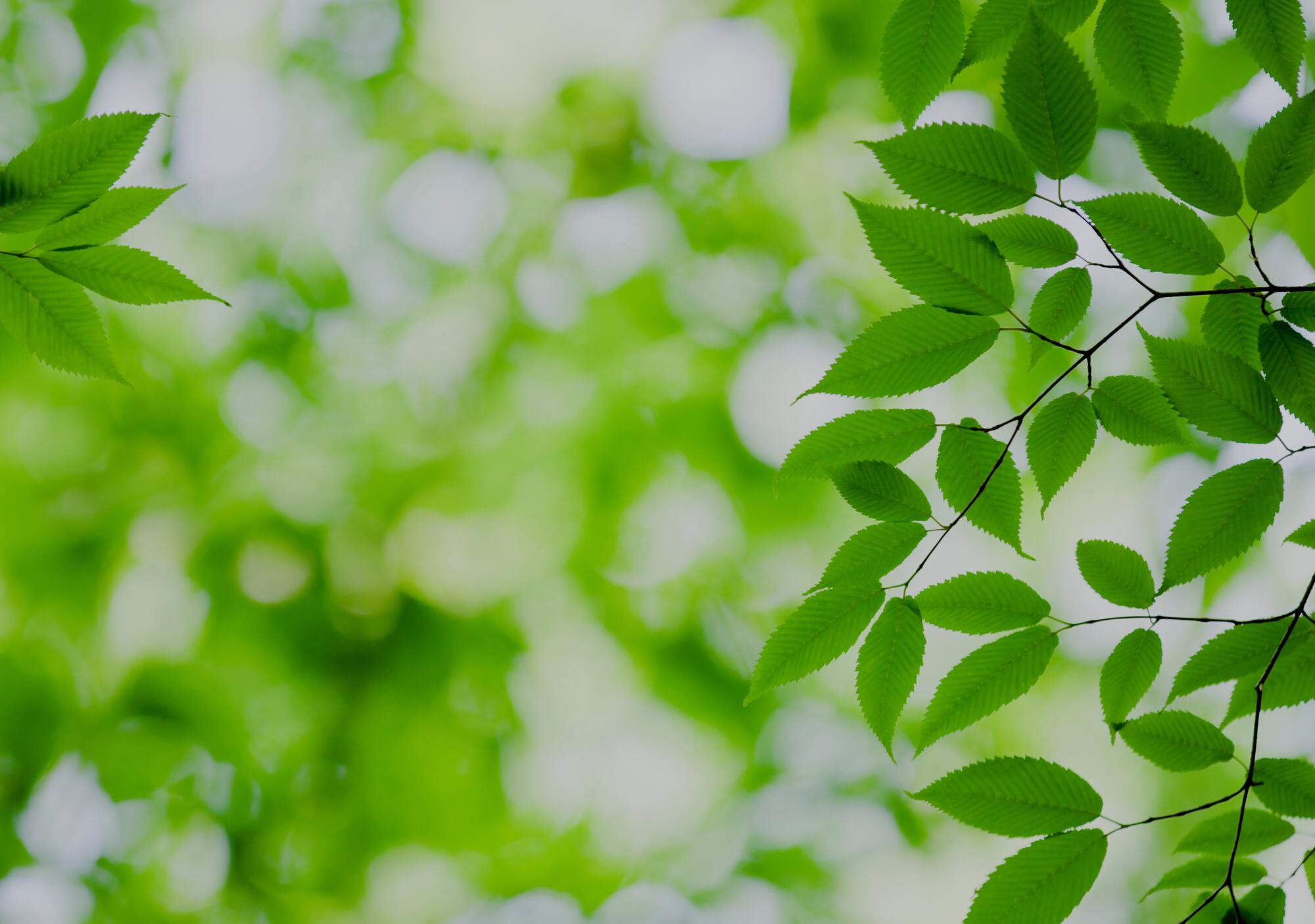 Lush Foliage