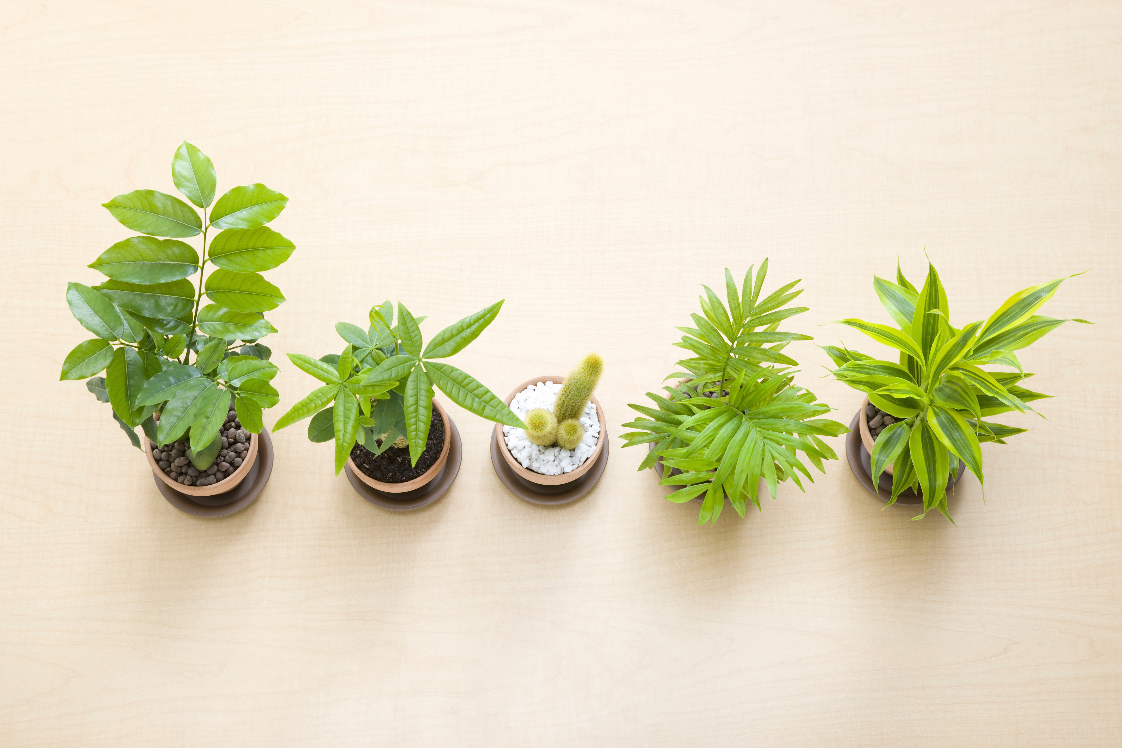 Foliage plants