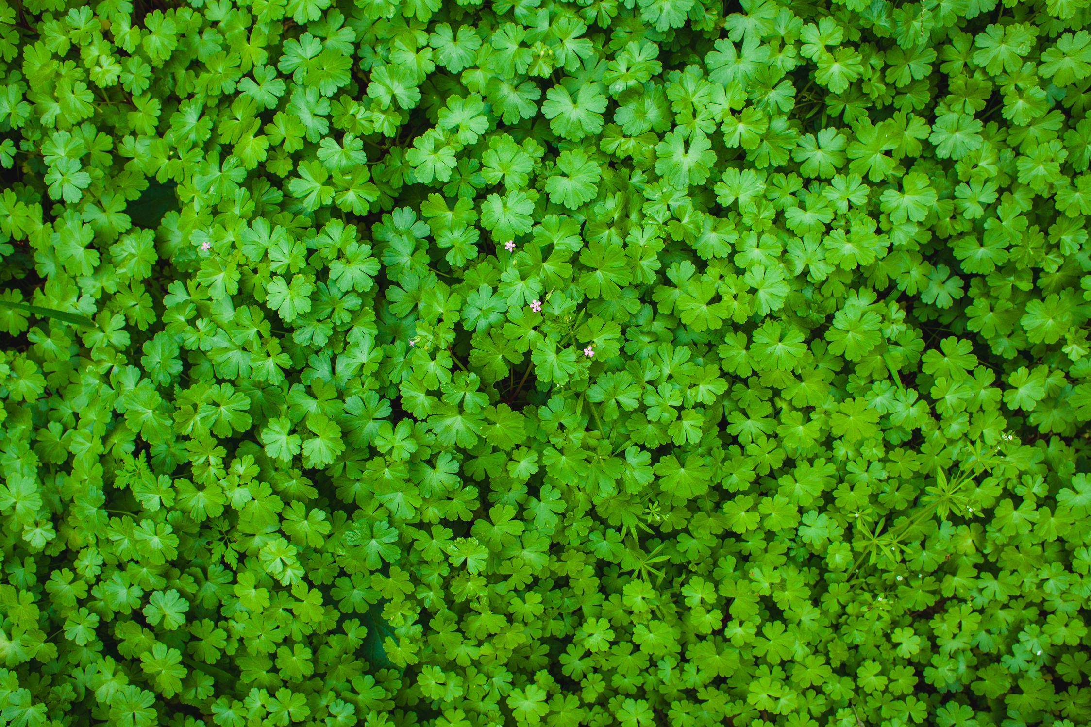 background of greenery foliage